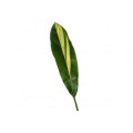 Cordyline Leaves - Golden Stripe Ti